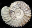 Pavlovia Ammonite Fossil - Siberia #29755-1